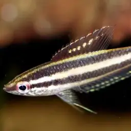 Licorice Gourami, photo 2