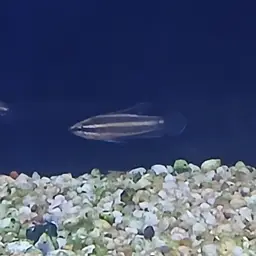 Licorice Gourami, photo 2