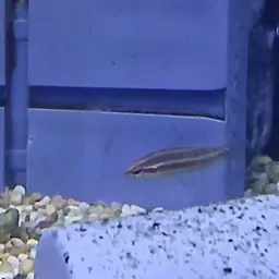 Licorice Gourami, photo 3
