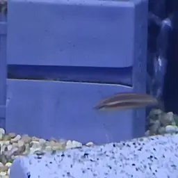 Licorice Gourami, photo 4