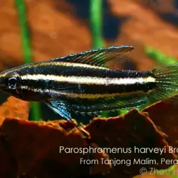 Licorice Gourami, photo 1