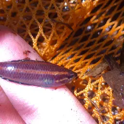 Licorice Gourami, photo 3