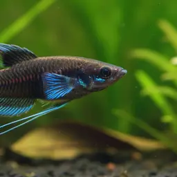 Licorice Gourami, photo 4