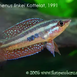 Moonspot Licorice Gourami, photo 2
