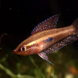 Moonspot Licorice Gourami, photo 3