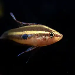 Moonspot Licorice Gourami, photo 4