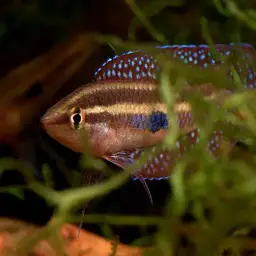 Moonspot Licorice Gourami, photo 5