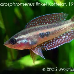 Moonspot Licorice Gourami, photo 6