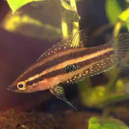 Moonspot Licorice Gourami, photo 7