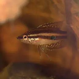 Moonspot Licorice Gourami, photo 8