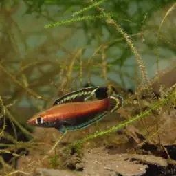 Licorice Gourami, photo 1