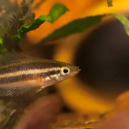 Licorice Gourami, photo 2