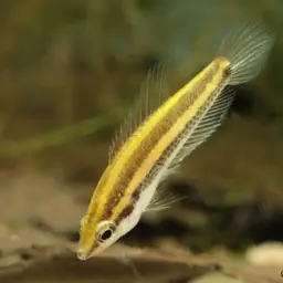 Licorice Gourami, photo 3