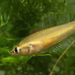 Licorice Gourami, photo 4