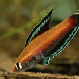 Licorice Gourami, photo 5