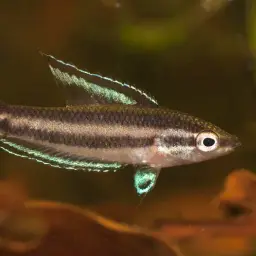 Licorice Gourami, photo 6