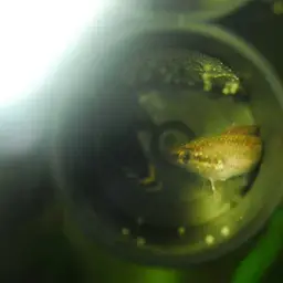Licorice Gourami, photo 10