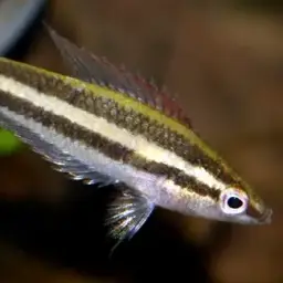 Licorice Gourami, photo 12