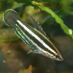 Licorice Gourami, photo 2