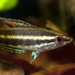 Licorice Gourami, photo 3