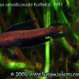 Licorice Gourami, photo 2