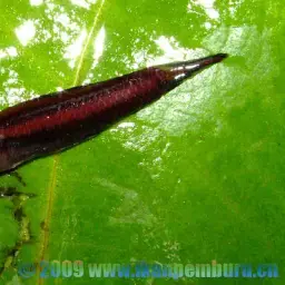 Licorice Gourami, photo 3