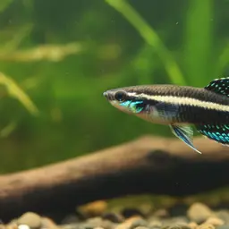 Licorice Gourami, photo 1