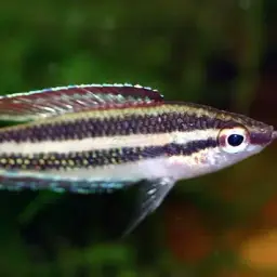Licorice Gourami, photo 2