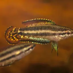 Licorice Gourami, photo 3