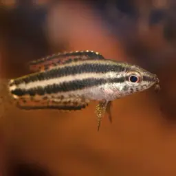 Licorice Gourami, photo 4