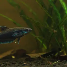 Licorice Gourami, photo 1