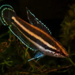 Licorice Gourami, photo 1