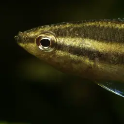 Licorice Gourami, photo 2