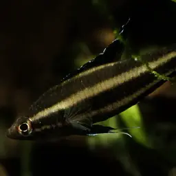 Licorice Gourami, photo 3