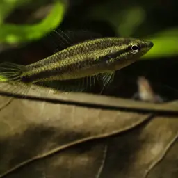 Licorice Gourami, photo 4