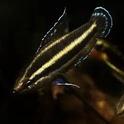 Licorice Gourami, photo 5
