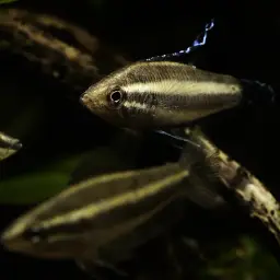 Licorice Gourami, photo 7