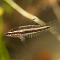 Licorice Gourami, photo 8