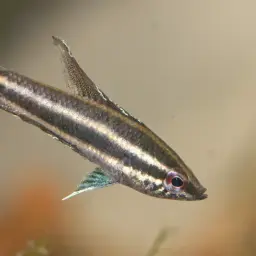 Licorice Gourami, photo 9