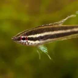 Licorice Gourami, photo 10