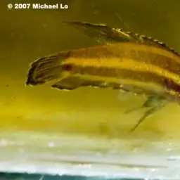 Licorice Gourami, photo 2