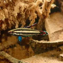 Licorice Gourami, photo 3
