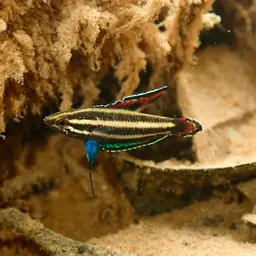 Licorice Gourami, photo 4