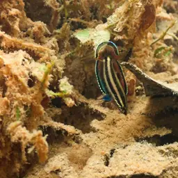 Licorice Gourami, photo 5
