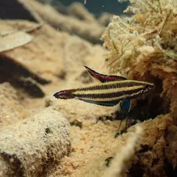 Licorice Gourami, photo 6