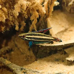 Licorice Gourami, photo 7