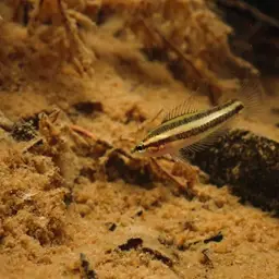 Licorice Gourami, photo 10