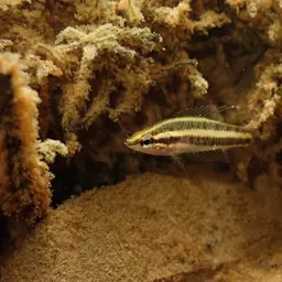 Licorice Gourami, photo 11