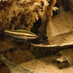 Licorice Gourami, photo 12
