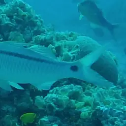 Dash-dot Goatfish, photo 1